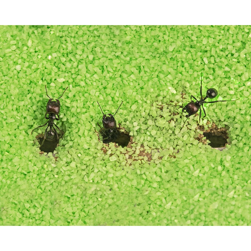 AntHouse Natural Sand Ant Farm Acrylic T Kit 15 x