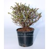 House of Bonsai Cork Bark Hokkaido Dwarf Chinese Elm Pre-Bonsai