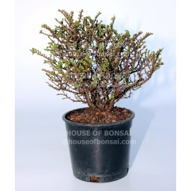 House of Bonsai Cork Bark Hokkaido Dwarf Chinese Elm Pre-Bonsai Tree - 4 Inch Pot