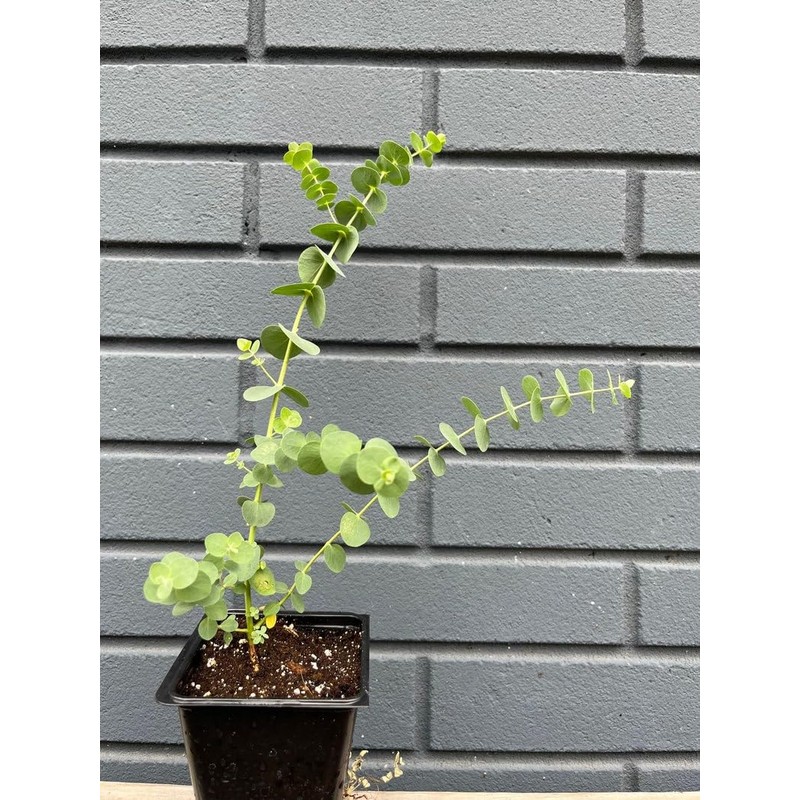 Silver Dollar Eucalyptus pulverulenta Seeds for Planting Packet