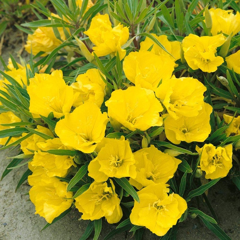Outsidepride Primrose Evening - 5000 Seeds