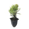 Sea Green Juniper - 10 Live Plants - Juniperus Chinensis