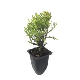 Sea Green Juniper - 10 Live Plants - Juniperus Chinensis - Hardy Evergreen Privacy Screen