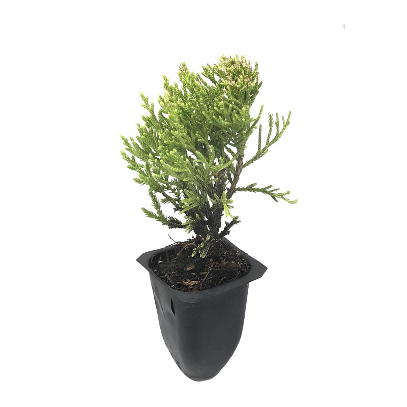 Sea Green Juniper - 10 Live Plants - Juniperus Chinensis