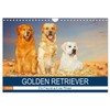 Golden Retriever - Ein Freund auf vier Pfoten (Wandkalender 2026