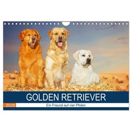 Golden Retriever - Ein Freund auf vier Pfoten (Wandkalender 2026 DIN A4 quer), CALVENDO Monatskalender: In 13 wunderschönen Fotos stellt die ... liebenswerte Hunderasse vor. (CALVENDO Tiere)