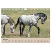 Wildpferde. Frei wie der Wind (Wandkalender 2026 DIN A4 quer),