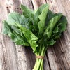 Spinach Seeds - Bloomsdale Long Standing - 1/4 Pound -
