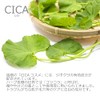 CICA Extract, 1.0 fl oz (30 ml), Cosmetics, Beauty Solid,