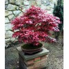 sunshine master Live Japanese Red/Green Maple Bloodgood Tree Well Rooted