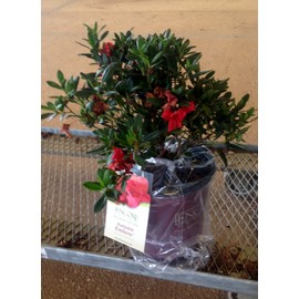 1 Gallon - Encore Azalea Autumn Embers - Multi-Season Red Blooming Evergreen Shrub