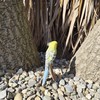 Vivid Arts - Budgies Garden Ornament Bird Sculpture (Budgie, Green)