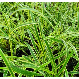Variegated Liriope Live Plant in a #1 Container Pack of Two
