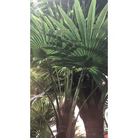 AMERIQUE 5 Feet Unique Tropical Fan Palm Tree Artificial Silk Plant, UV Protection, Indoor and Outdoor Display, with Nursery Plastic Pot, Feel Real Technology, Emerald Green
