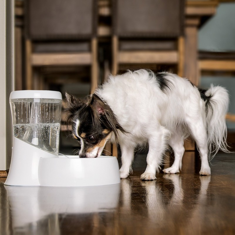 Petmate Fresh Flow Rain Battery Fountain for Cats and Dogs,