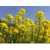 CEMEHA SEEDS - Seeds White Mustard Wild Non GMO Vegetable