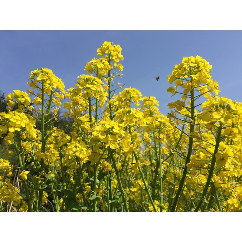 CEMEHA SEEDS - Seeds White Mustard Wild Non GMO Vegetable