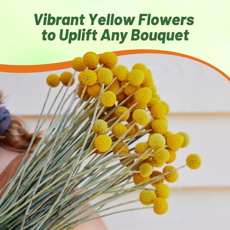 Outsidepride Billy Button Craspedia Globosa Seeds - 2000 Pcs Perennial,