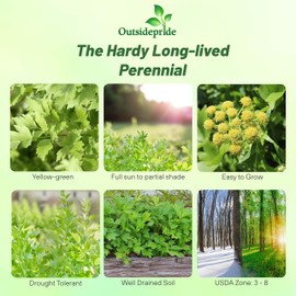 Outsidepride Lovage Vegetable Seeds - 2000 Pcs. Perennial, Easy to Grow & Drought-Tolerant, Herb Seeds for Planting Edible & Vibrant Yellow-Green Blooms, Great for Xeriscaping & Pollinator Gardens