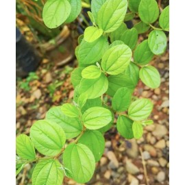 dried Sidr leaves,lote Leaves Ruqyah, Roqya, Destroy Magic and Evil Eye, 4 oz.