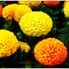 Mixed Marigold Seeds Flower Plant Bonsai Home Decor 200 Pcs