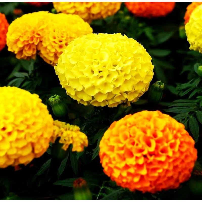 Mixed Marigold Seeds Flower Plant Bonsai Home Decor 200 Pcs