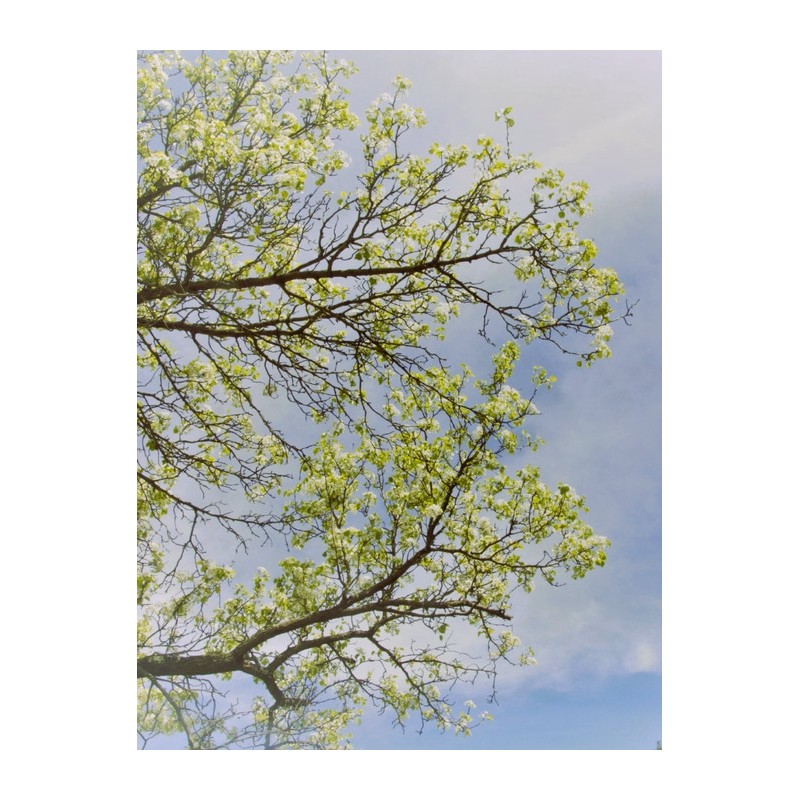 Petals Textile Space Perfume 200ml [Greenery, soft cotton scent] /