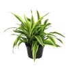Live Dracaena Lemon Lime (warneckii), Dragon Tree Live Indoor Houseplant