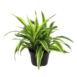 Live Dracaena Lemon Lime (warneckii), Dragon Tree Live Indoor Houseplant in 8 in. Grower Pot by Plants for Pets