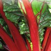 300 Ruby Swiss Red Chard Seeds for Planting 7+ Grams
