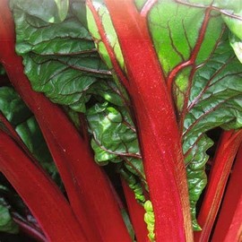 300 Ruby Swiss Red Chard Seeds for Planting 7+ Grams of Seeds Non GMO and Heirloom Survival Vegetable Garden