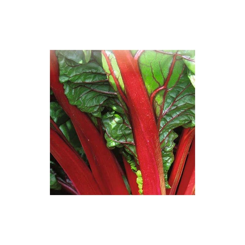 300 Ruby Swiss Red Chard Seeds for Planting 7+ Grams