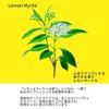 LEMON MYRTLE PRODUCTS Lemon Myrtle Hand Soap 8.5 fl oz