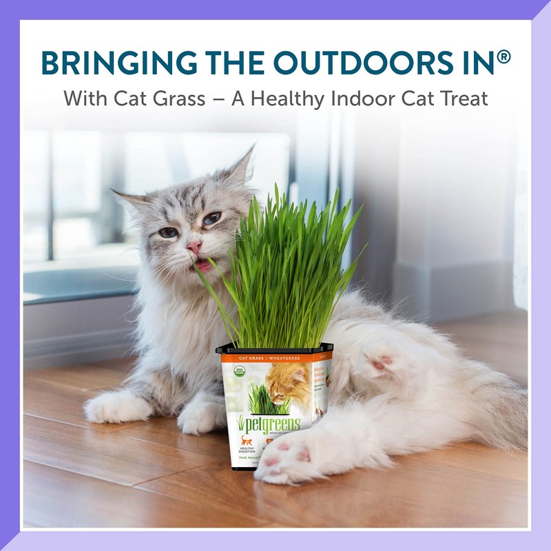 Pre-Grown Organic Cat Grass Plant for Indoor Cats. Natural Live
