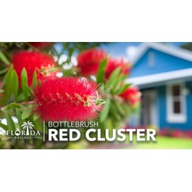 Red Cluster Bottlebrush | 20 Live Plants | Callistemon | Low Maintenance Shrub, Drought Tolerant, Vibrant Red Blooms, Evergreen Foliage, Hummingbird Magnet, Fast Growing, Ornamental Garden Accent