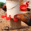 Automatic Chicken Water Cups 12 Pack Poultry Waterer Kit for
