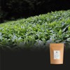 Yunnan Black Dragon Pearls Tea - Strong and Malty Pearl