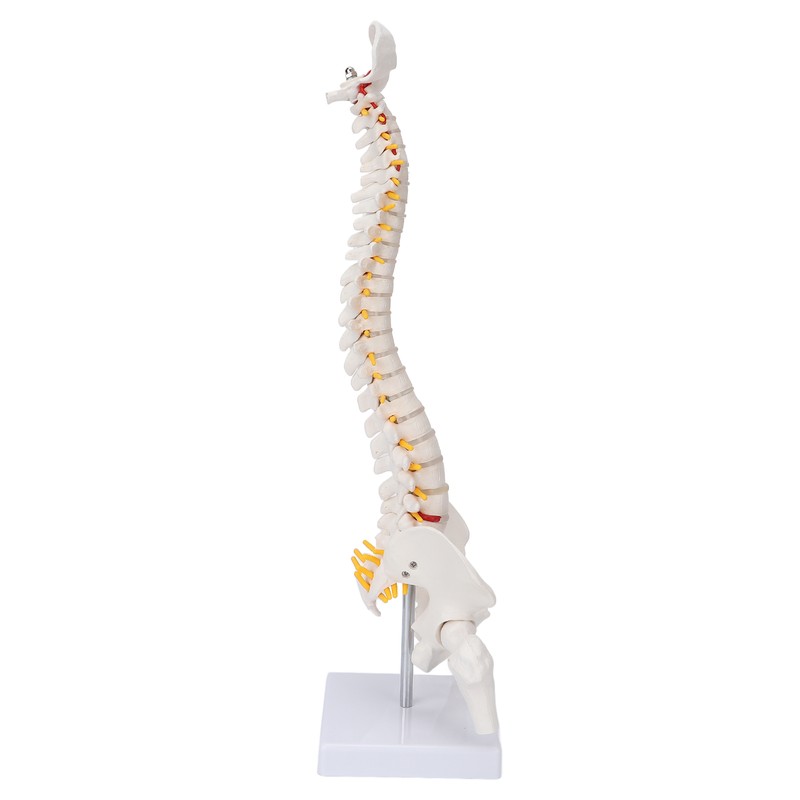 Vertebral Column Model Flexible Spine Caudal Vertebra Anatomical Model with