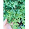 HOMEGROWN CHILE PEQUIN/TEPIN/PETIN...HOT HOT PEPPER, 50+ FRSH HOME GROWN SEEDS
