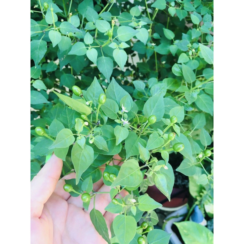 HOMEGROWN CHILE PEQUIN/TEPIN/PETIN...HOT HOT PEPPER, 50+ FRSH HOME GROWN SEEDS