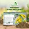 Outsidepride Tansy Seeds - 5000 Pcs. Perennial, Easy to Grow