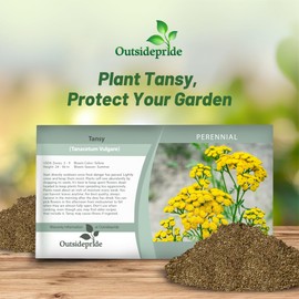 Outsidepride Tansy Seeds - 5000 Pcs. Perennial, Easy to Grow & Low Maintenance, Herb Seeds for Planting Aromatic & Vibrant Yellow Button-Like Blooms, Great for Versatile Uses & Pollinator Gardens