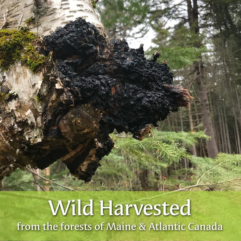 Maine Chaga & Wild Blueberry Tea Powder - Herbal Superfood