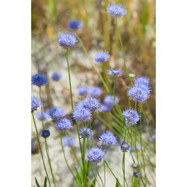 Globe Gilia Flower Seeds for Planting, 1000+ Seeds Per Packet, (Isla's Garden Seeds), Non GMO Seeds, Scientific Name: Gilia capitata, Great Home Flower Garden Gift