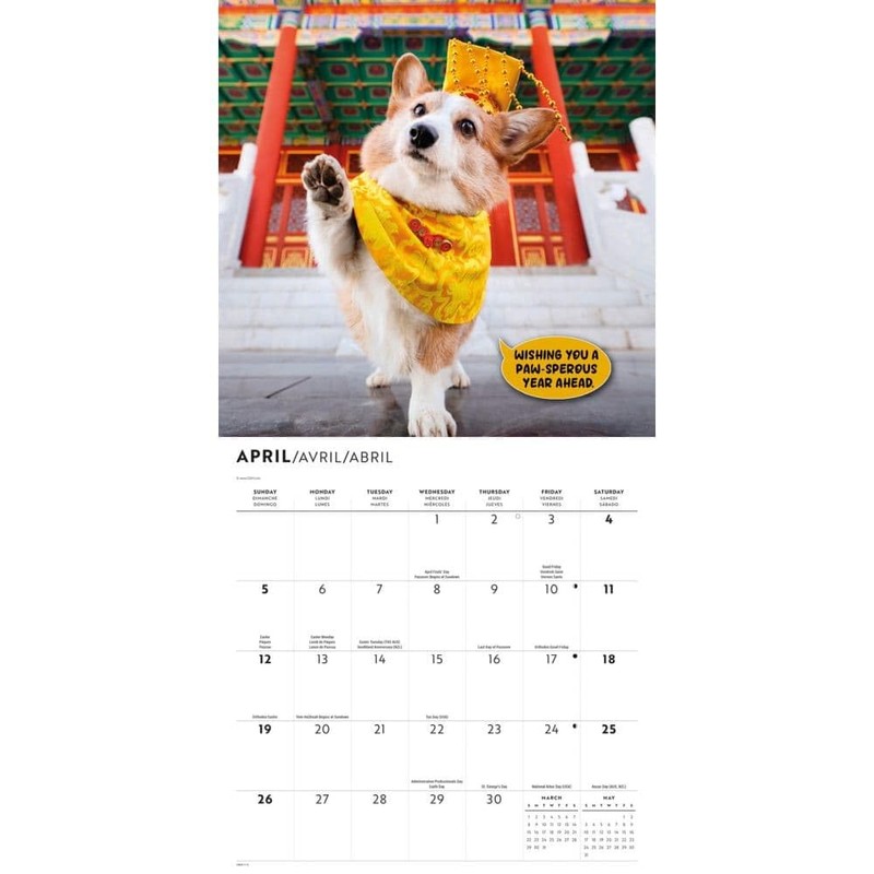 Carousel Calendars, Corgi Capers 2026 Wall Calendar, 12'' X 12'',