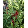 Dahoon Holly Tree | 3 Live Plants | Ilex Cassine