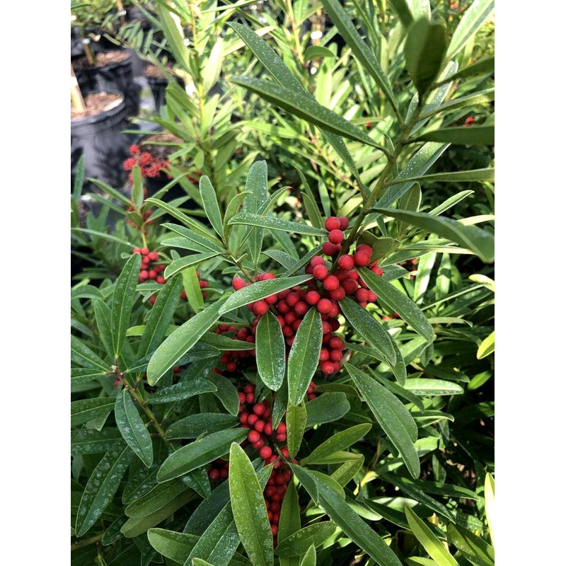 Dahoon Holly Tree | 3 Live Plants | Ilex Cassine