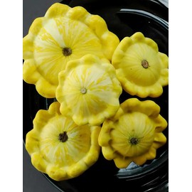 Yellow Bush Scallops 20 - 100 -700 Seeds Summer Squash Golden Custard Patty Pan (20)