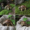 siqiaole Realistic Simulation Mini Turtle Figurines Resin Set of 2,