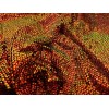 wowfabric4less123 Orange Green Iridescent stretch sequin Lace fabric 50” Width